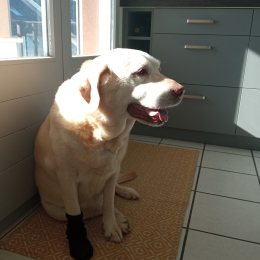 Doggo profile