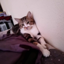 Amèlie profile