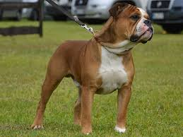 Vasco profile