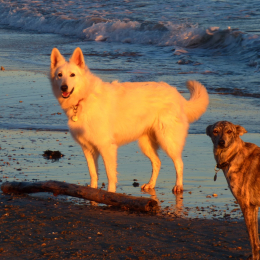 Dreamy et lupia profile