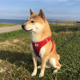 Maïko profile