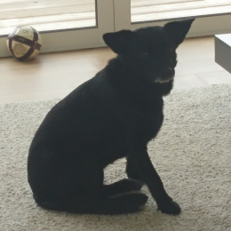 Bagheera profile