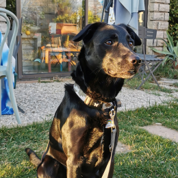 Kobal profile
