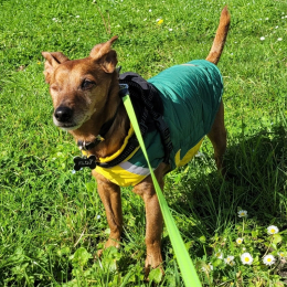 Filou profile