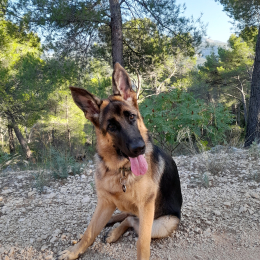 Volka profile