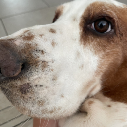 Archibald profile