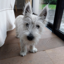 Elodie profile