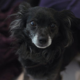 Kaya profile