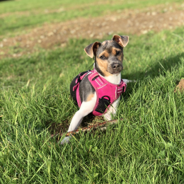 Gioia profile