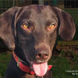 Choco profile