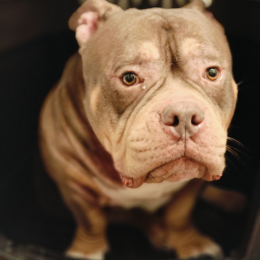 Atlas profile