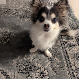 Roxie profile