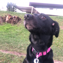 Nilla profile