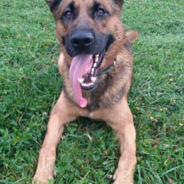 Jax profile