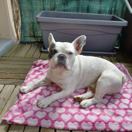 Leiko profile