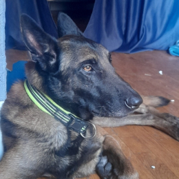 Tayson profile