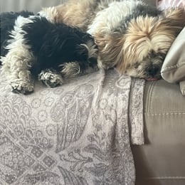 Isko et topaze profile
