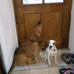 Jumbo et rosalie profile