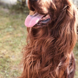 Theodore profile