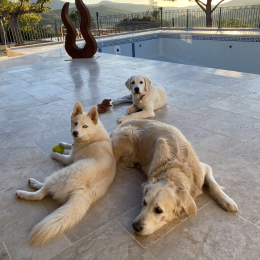 Kungha thao gucci profile