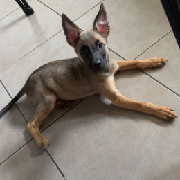 Koda profile