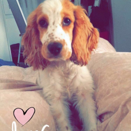 Stan profile