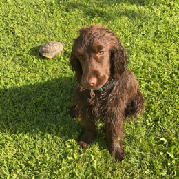 Serge profile