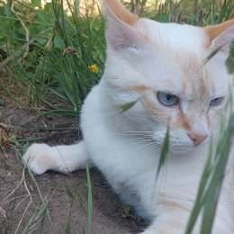 Blanche profile