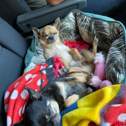 Ermes et bella profile