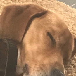 Baggi profile