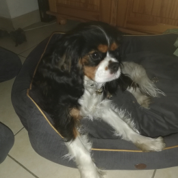 Pilou profile