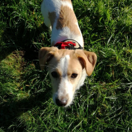 Nooga profile