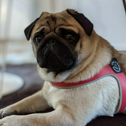 Marcel profile
