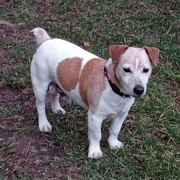 Toby profile