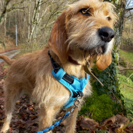 Pancho profile