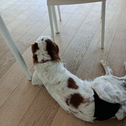 Litchie profile