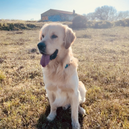 Prince profile