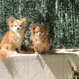 Diabolo et guicci profile