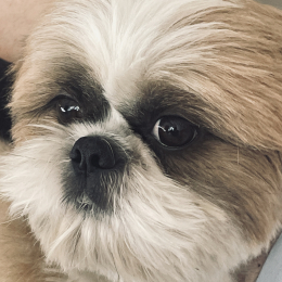 Rockett profile