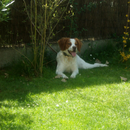 Lupo profile