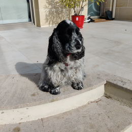 Livy profile