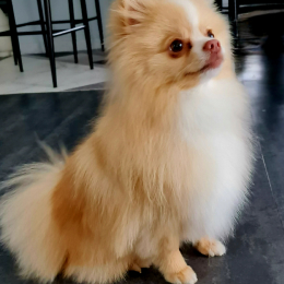 Ubert profile