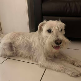 Milou profile