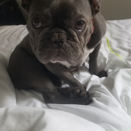 Lola profile