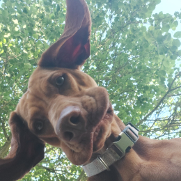 Savannah profile