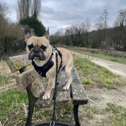 Taz profile
