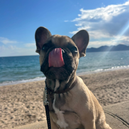 Hawai profile