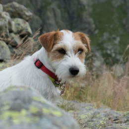 Zoe profile