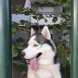 Ayoub profile