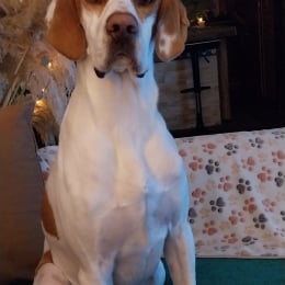 Nougat profile